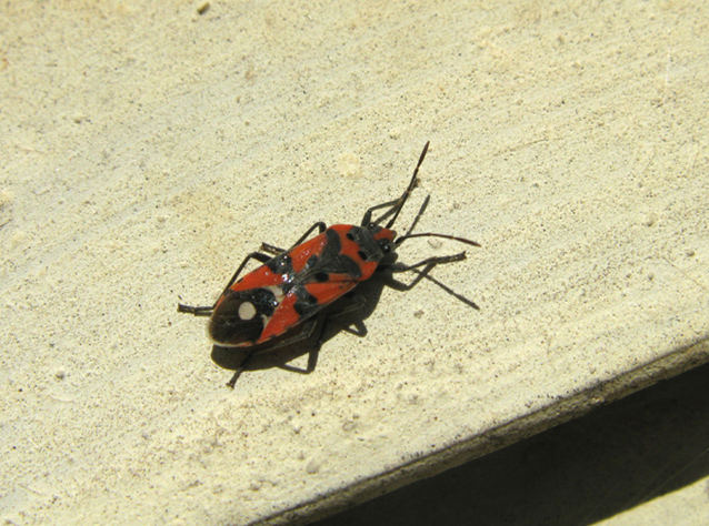 Due Lygaeidae abbastanza simili
